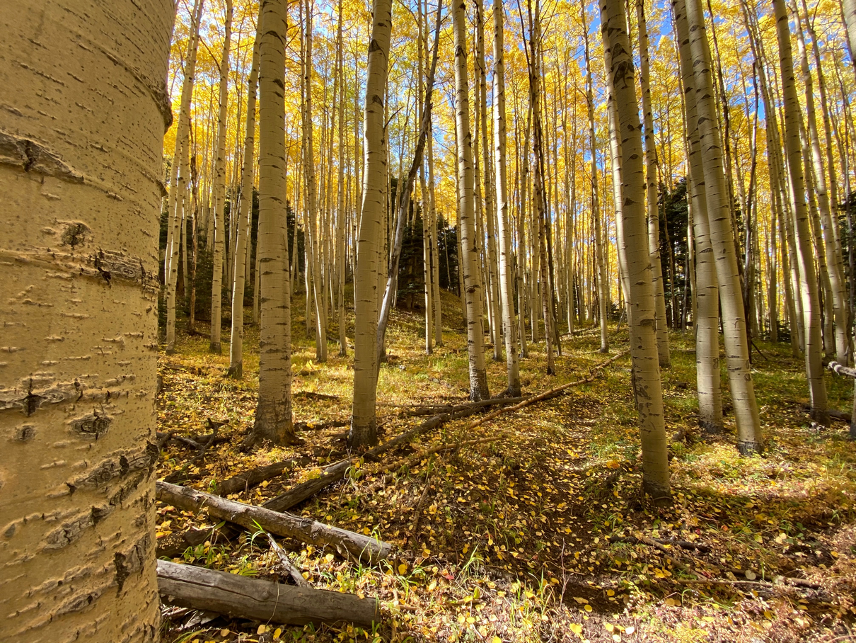 Fall in Ouray